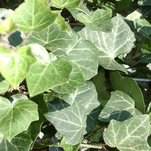 Hecke am laufenden Meter® - Das Original 1200 x 1000 mm Hedera helix Woerneri