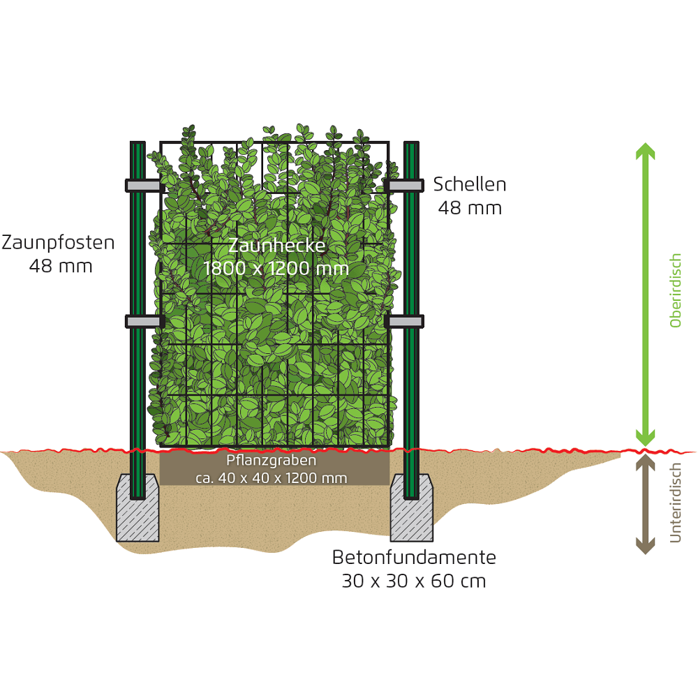 Hecke am laufenden Meter® - Das Original 1200 x 1800 mm Hedera helix Woerneri