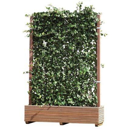 Hecke am laufenden Meter® - Das Original 1200 x 1800 mm im Pflanzkübel Holz