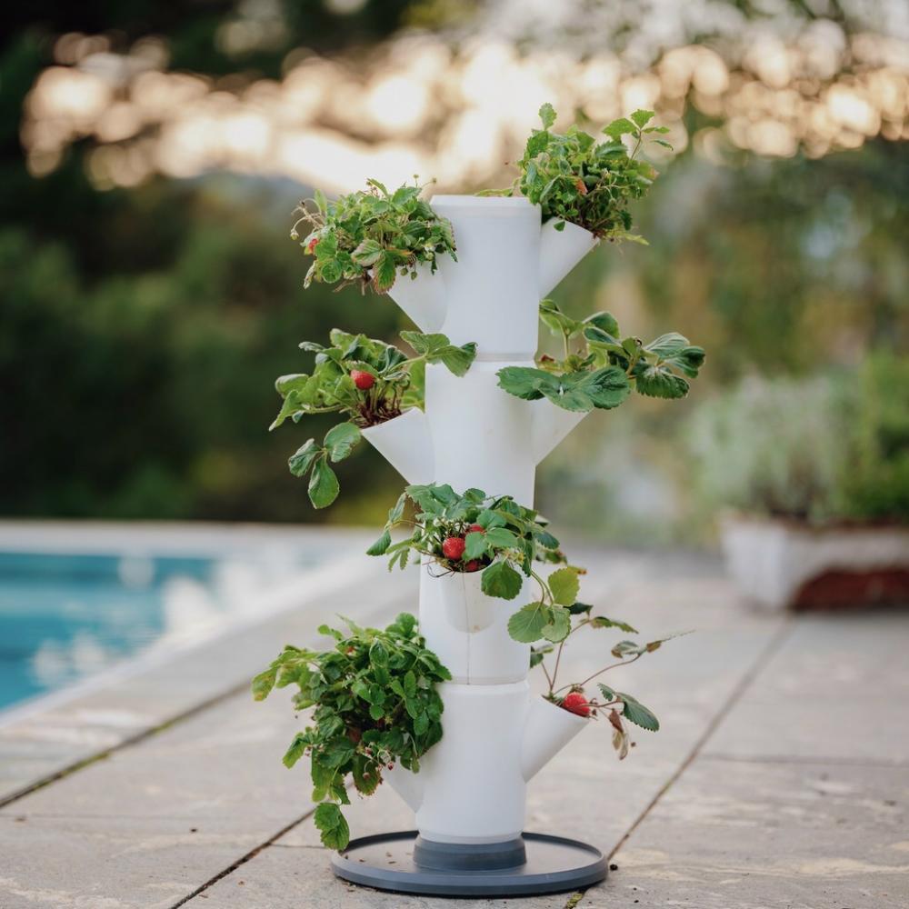 Pflanzturm Sissi Strawberry Erdbeere Starter weiß